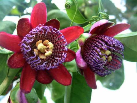Bozhestvenite-cvetove-na-pasiflorata
