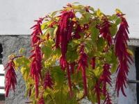Amarantus-dekorativen-stir